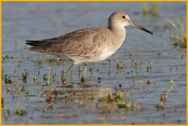 First Year Western<BR>Willet