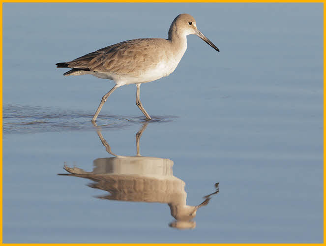 Nonbreeding Western<BR>Willet