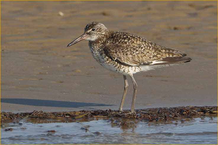 Eastern<BR>Willet