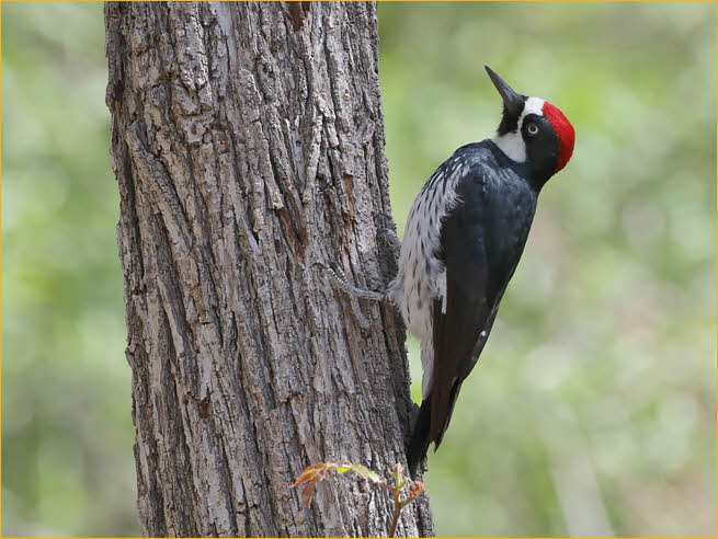 Interior<BR>Acorn Woodpecker