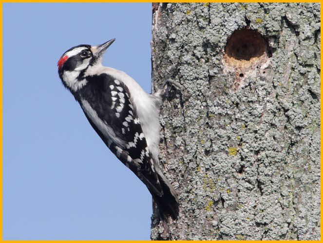 Eastern<BR>Downy Woodpecker