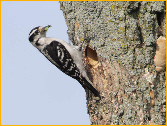 Female Eastern<BR>Downy Woopecker