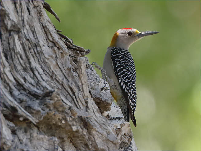 Golden-fronted Woodpecker