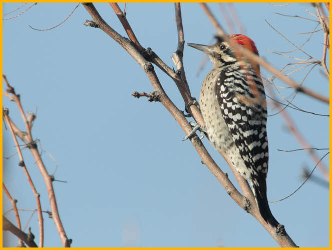 Ladder-backed Woodpecker