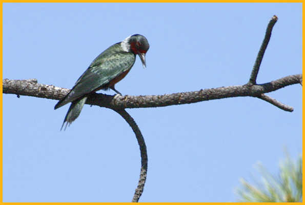 Lewis's Woodpecker