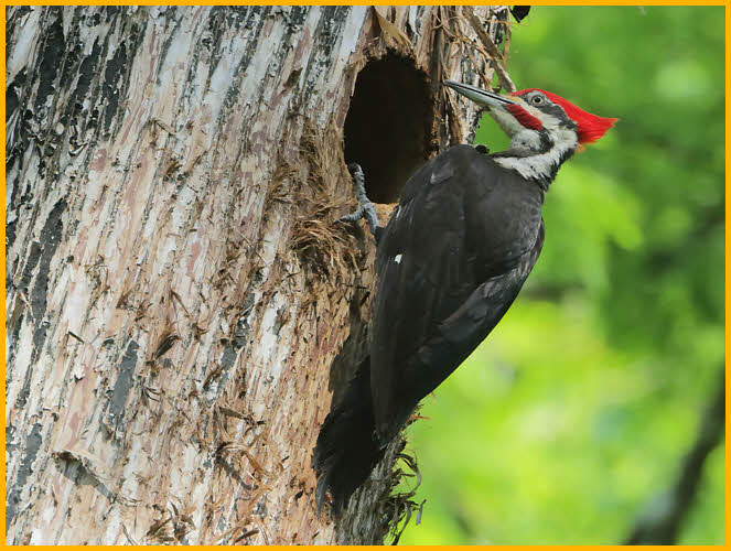 Pileated Woodpecker