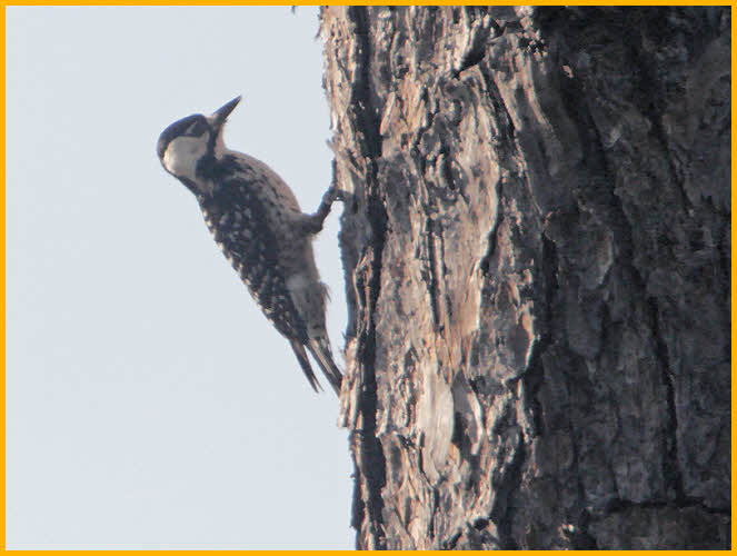 Red-cockaded Woodpecker