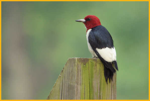 Red-headed Woodpecker