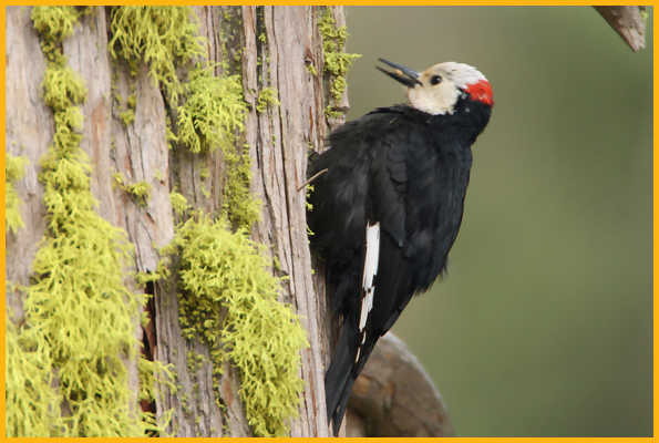 White-headed Woodpecker