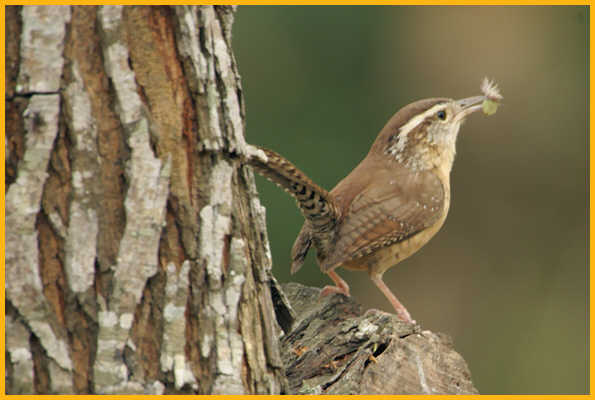 Eastern <BR>Bewick's Wren