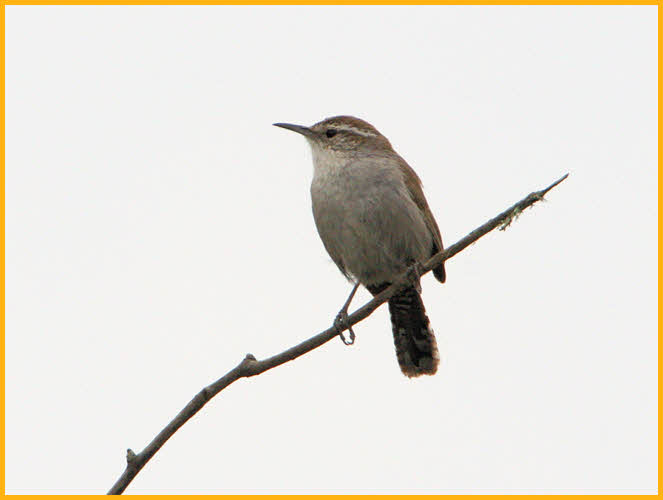 Pacific<BR>Bewick's Wren