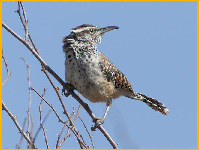Interior<BR>Cactus Wren