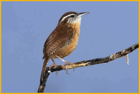 Northern <BR>Carolina Wren