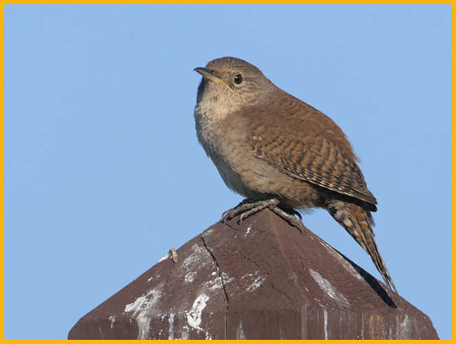 Eastern <BR>House Wren