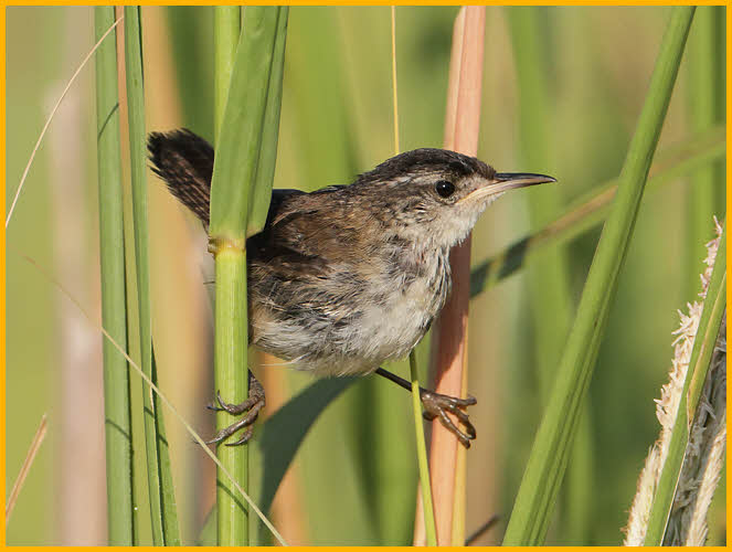 Eastern<BR>Marsh Wren