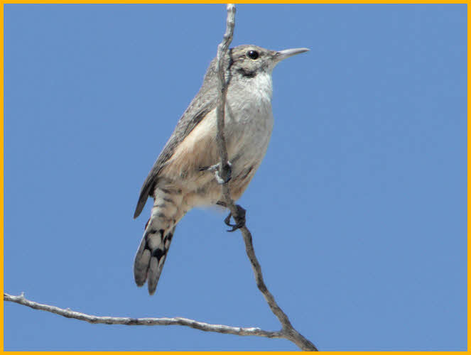 Rock Wren