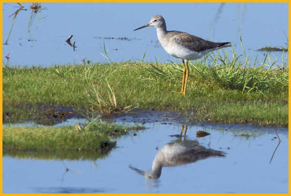 Juvenile <BR>Greater Yellowlegs