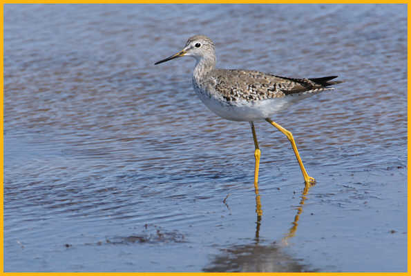 Nonbreeding <BR>Greater Yellowlegs