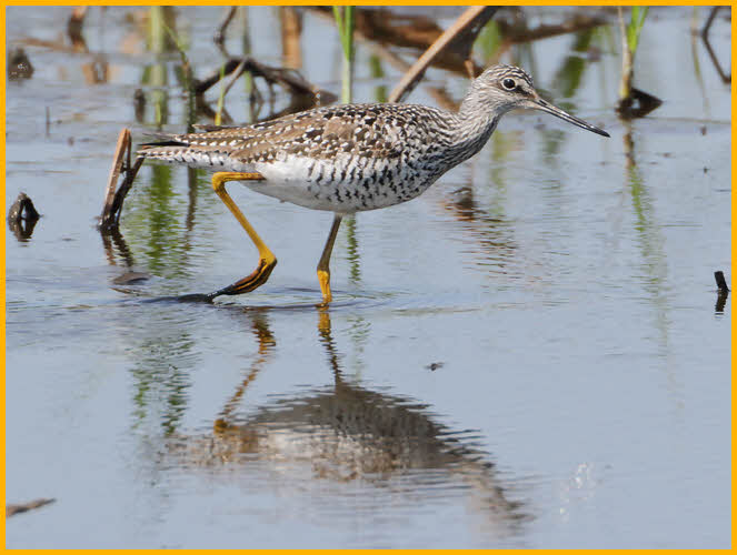 Greater Yellowlegs