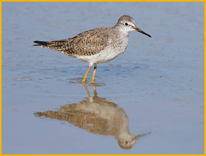 Nonbreeding<BR>Lesser Yellowlegs