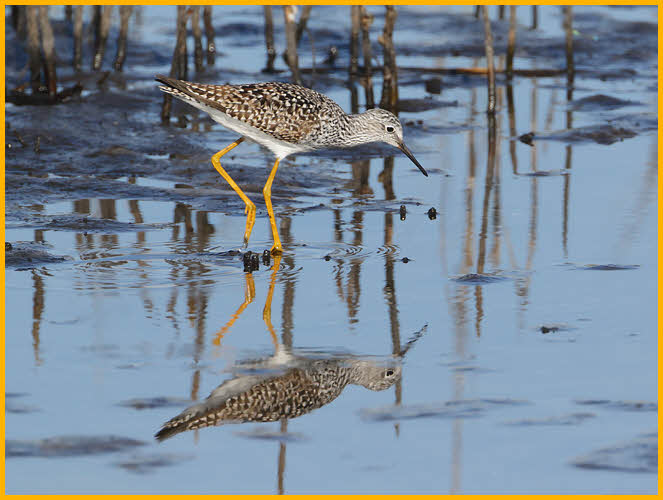 Lesser Yellowlegs