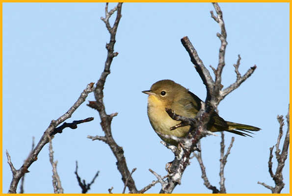 Female Western <BR>Common Yellowthroat