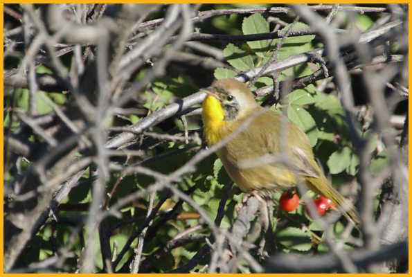 Interior West <BR>Common Yellowthroat