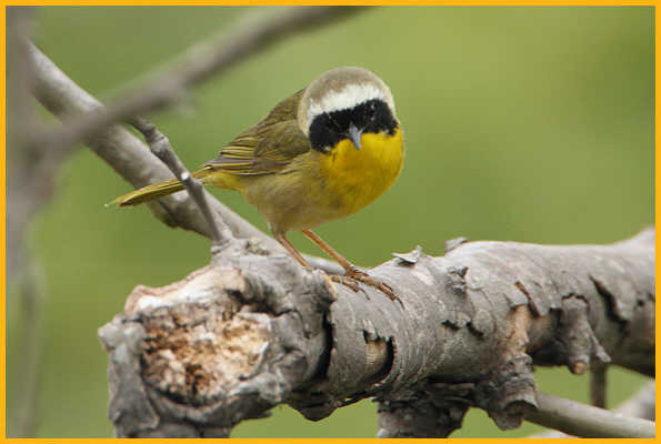 Pacific <BR>Common Yellowthroat