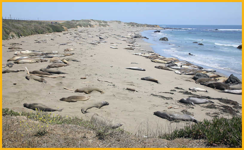 Juvenile Elephant Seals