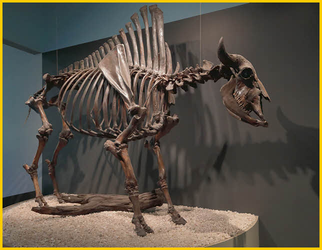 Antique Bison