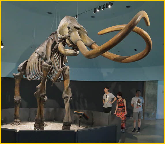 Columbian Mammoth