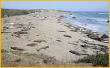 Juvenile Elephant Seals