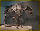 Antique Bison