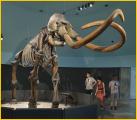 Columbian Mammoth