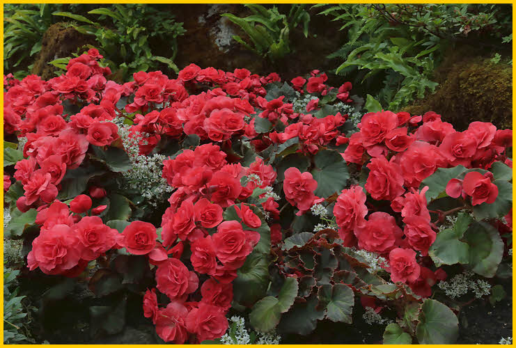 Tuberous Begonia
