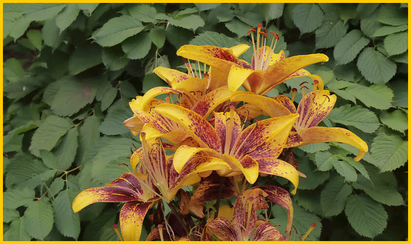 Red and Yellow Daylily
