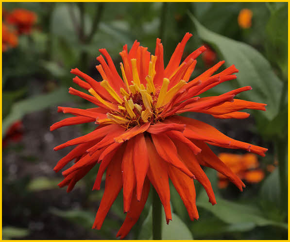 Dahlia