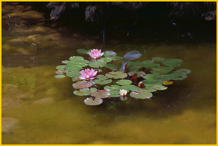 Water Lily