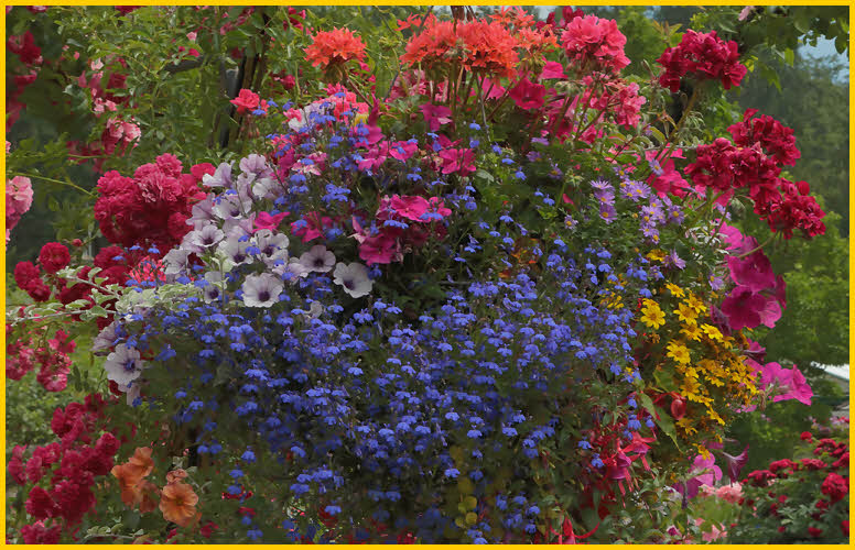 Roses and Lobelia