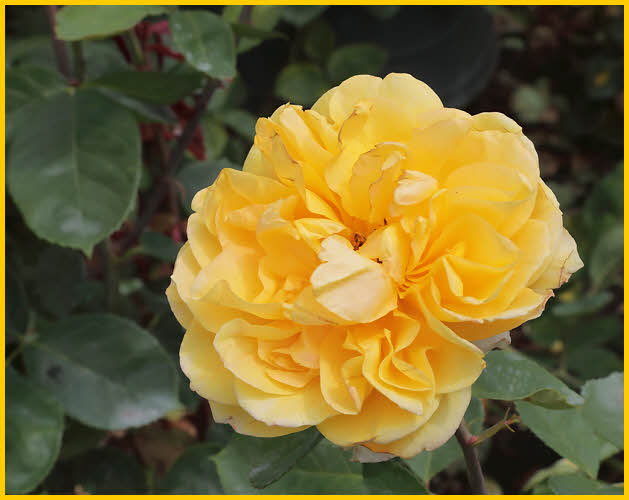 Yellow Rose