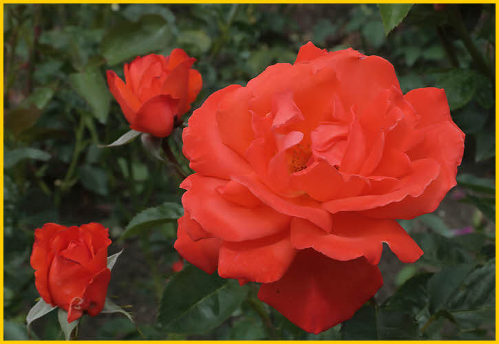 Orange Roses