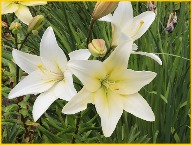 White Daylily