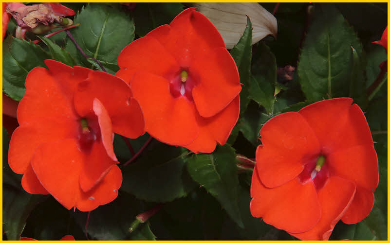 Common Rose Mallow