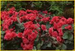 Tuberous Begonia