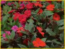 Waxleaf Begonia