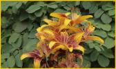 Red and Yellow Daylily