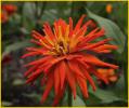 Dahlia