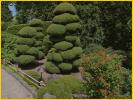 Niwaki Plants