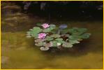 Water Lily