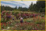 Rose Garden